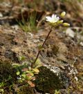 Cerastium ligusticum